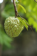 SUGAR APPLE