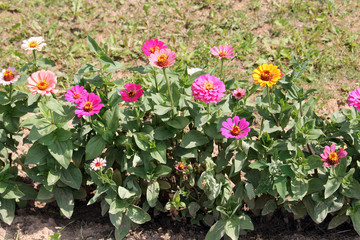 Bright pink and yellow elegant zinnia flowers in garden. General view of a group of flowering plants in flowerbed