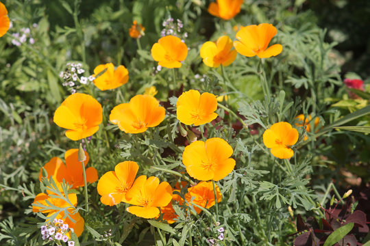 California Poppy (Eschscholzia californica) yellow flowers in garden