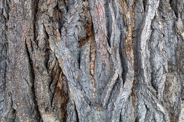 Closeup Tree Bark Texture Background