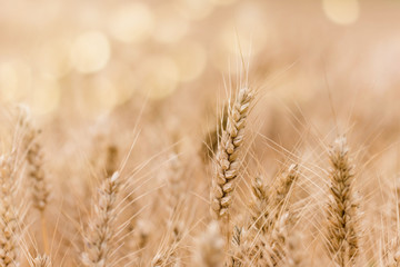 cereals under the soft light of the sunset