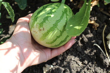 photo watermelon on the field in the summer
