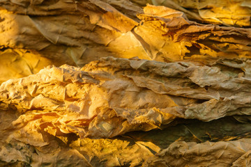 dry tobacco leaf close-up macro