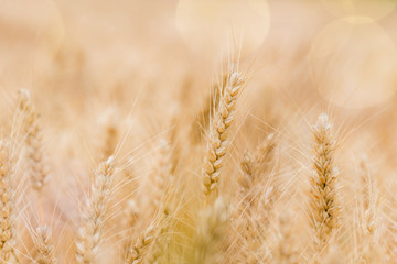 cereals under the soft light of the sunset