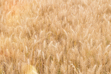 cereals under the soft light of the sunset