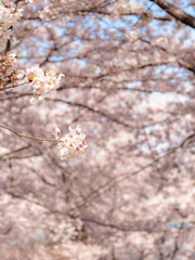 桜 花見