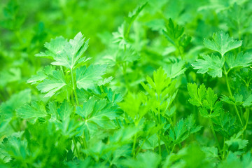 parsley growing close-up background texture