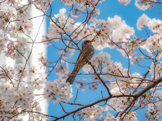 桜 ヒヨドリ