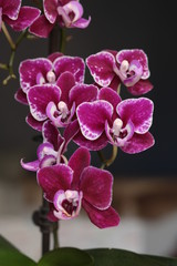 Branche fleuries de fleurs de mini Phalaenopsis violet rose