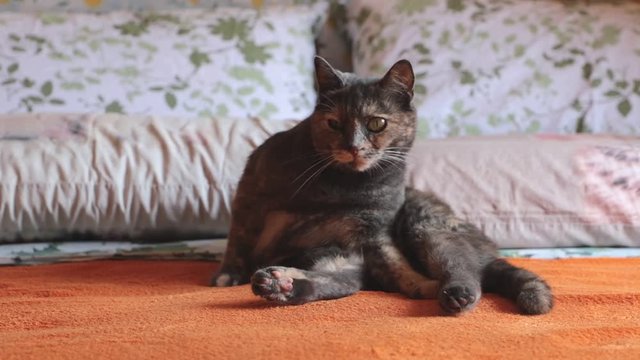 gatto sul letto che si pulisce, cat on the bed cleaning itself