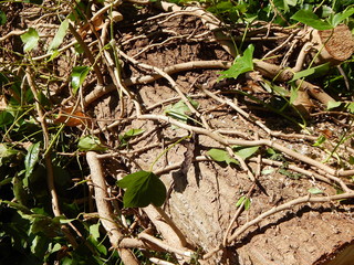 Ivy entwining around a felled tree, as a symbol for power of nature