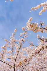 桜 花見