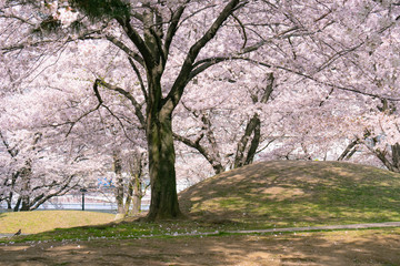 春満開の桜 花見