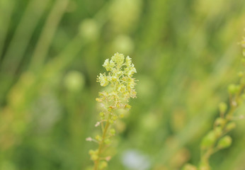 Reseda lutea, the yellow mignonette or wild mignonette flower