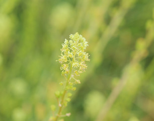 Reseda lutea, the yellow mignonette or wild mignonette flower
