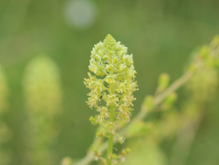 Reseda lutea, the yellow mignonette or wild mignonette flower