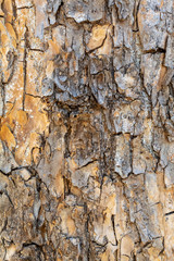 Closeup Tree Bark Texture Background
