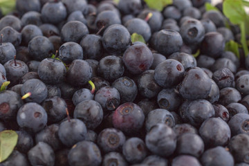 Forest blueberries with green leaves on a white background.
