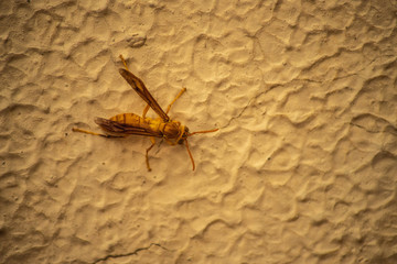 Honey Bee on Textured Wall
