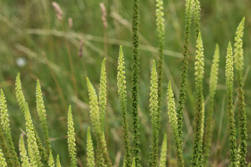 Reseda luteola, known as dyer's rocket, dyer's weed, weld, woold, and yellow weed