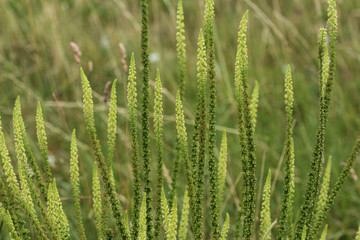 Reseda luteola, known as dyer's rocket, dyer's weed, weld, woold, and yellow weed
