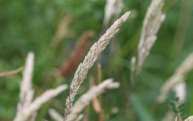 Holcus lanatus, Common names include Yorkshire fog, tufted grass, and meadow soft grass