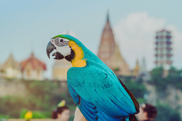 Blue and yellow macaw parrot wait to fly on the hand with Wat Tham Sua in the background