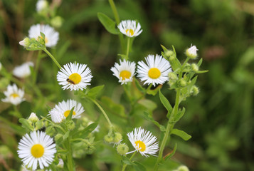 Erigeron annuus, annual fleabane, daisy fleabane, or eastern daisy fleabane