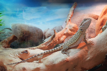 young bearded dragon agama in terrarium in pet store