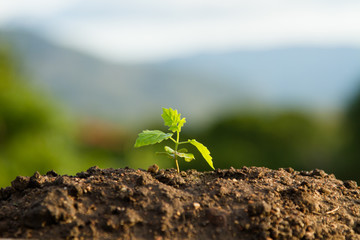 Seedling growth on soil metaphor nature recovery, plantation and sustainable energy concept.