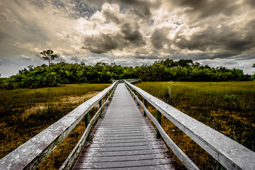 somewhere in the everglades after the storm (Florida/USA)