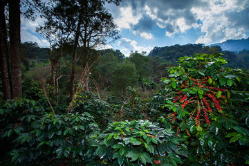 Landscape of coffee plantation in a tropical forest.