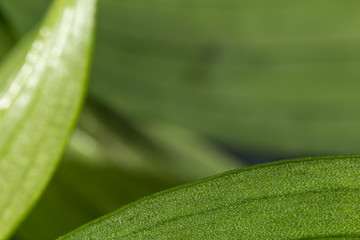 Juicy green leaves of an exotic plant close-up. Selective focus. Background of natural green leaves, detailed texture.