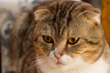 Fototapeta na wymiar Beautiful Cat Closeup ( Felis Catus )