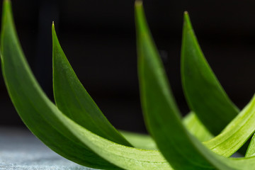 Green leaves of an exotic plant, curved by a Crescent on a dark background. Selective focus. Background of natural green leaves, detailed texture