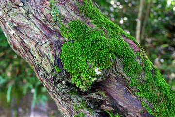 Green Moss Growing on Tree Bark