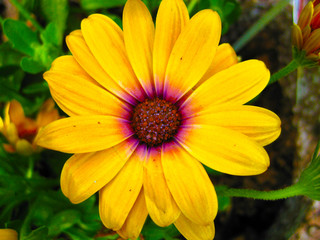 Gelbes Kapkörbchen in Blüte Makro