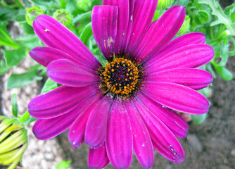 Obraz premium Lila Kapkörbchen Blüte Closeup