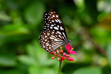 Beautiful Black and White Butterfly Perching on Red Flowers