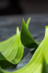 Green leaves of an exotic plant, curved by a Crescent on a dark background. Selective focus. Background of natural green leaves, detailed texture