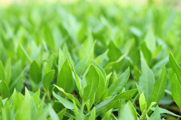 LEAF IN A GARDEN - DETAIL VIEW