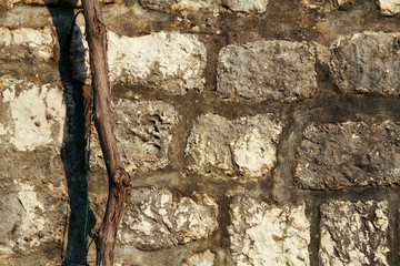 Background and texture of stone wall with dry trunk.