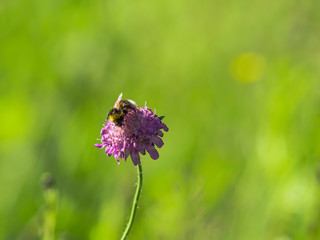bumble bee feeding on a wild purple flower in the wild