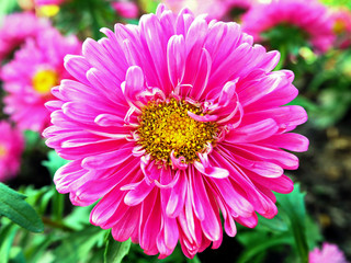 Beautiful Pink Daisy Flower Blooming in the City Park