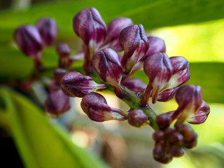 Beautiful Purple Orchid Buds in the Garden