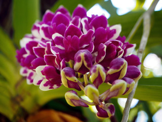 Beautiful Pink / Purple Orchid Flowers Blooming in the Garden