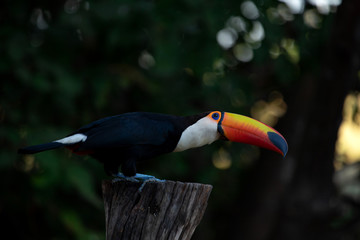 Tropical bird, Giant toucan also known as toco toucan (Ramphastos toco), Pantanal, Brazil.