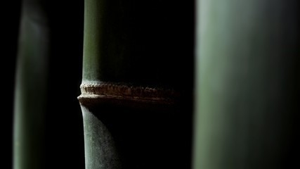 Green bamboo trunks are growing with sunlight and shadow on surface in dark tone style, close up...