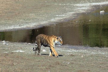 Fototapeta na wymiar Tiger on a stroll, Ranthambore, Rajasthan, India