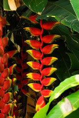 Falsche Paradiesvogelblume Thailand
